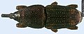 Thumbnail for version as of 15:40, 8 August 2010