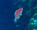 Thumbnail for version as of 12:45, 31 January 2014