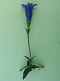 Thumbnail for version as of 09:37, 30 May 2008