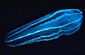 Thumbnail for version as of 14:46, 17 January 2006