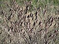 Thumbnail for version as of 01:42, 8 April 2007