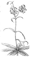 Thumbnail for version as of 19:57, 12 July 2007