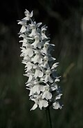 Thumbnail for version as of 23:24, 10 March 2010