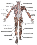 Thumbnail for version as of 18:29, 30 December 2007