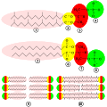 Thumbnail for version as of 10:40, 7 March 2009