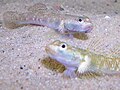 Thumbnail for version as of 14:07, 25 April 2007