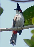 Thumbnail for version as of 08:42, 10 October 2007