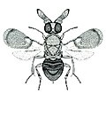 Thumbnail for version as of 01:20, 8 March 2007