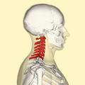 Thumbnail for version as of 07:58, 31 October 2012