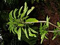 Thumbnail for version as of 11:19, 7 December 2011