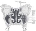 Thumbnail for version as of 03:01, 11 February 2006