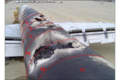 Thumbnail for version as of 20:28, 17 November 2021