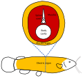 Thumbnail for version as of 20:36, 7 May 2022