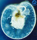 Thumbnail for version as of 10:48, 23 August 2008