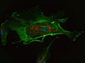 Thumbnail for version as of 02:08, 28 November 2009
