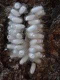 Thumbnail for version as of 09:50, 17 September 2012