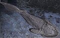 Thumbnail for version as of 02:44, 24 March 2013
