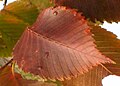 Thumbnail for version as of 01:58, 12 January 2012