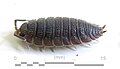 Thumbnail for version as of 11:47, 21 September 2008