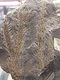 Thumbnail for version as of 07:42, 13 February 2008