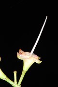Thumbnail for version as of 22:54, 23 April 2007