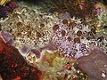 Thumbnail for version as of 13:44, 8 March 2016