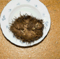 Thumbnail for version as of 20:10, 1 January 2007