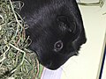 Thumbnail for version as of 08:12, 26 January 2006