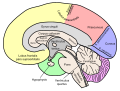 Thumbnail for version as of 15:56, 30 August 2007