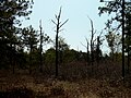 Thumbnail for version as of 19:31, 29 August 2010