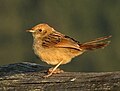 Thumbnail for version as of 20:11, 17 November 2011