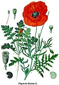 Thumbnail for version as of 19:19, 5 August 2005
