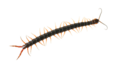 Thumbnail for version as of 16:49, 23 April 2023