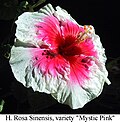 Thumbnail for version as of 20:57, 14 April 2008
