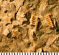 Thumbnail for version as of 16:41, 1 April 2009
