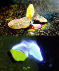 Thumbnail for version as of 12:54, 26 August 2005