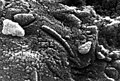 Thumbnail for version as of 16:33, 9 October 2005