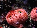 Thumbnail for version as of 17:03, 27 May 2010
