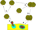 Thumbnail for version as of 21:08, 4 February 2008