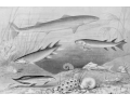 Thumbnail for version as of 11:17, 8 November 2006