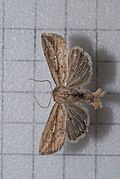 Thumbnail for version as of 09:43, 9 November 2011