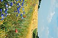 Thumbnail for version as of 16:17, 29 July 2006