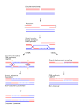 Thumbnail for version as of 07:21, 25 February 2009