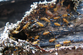 Thumbnail for version as of 06:35, 8 January 2015