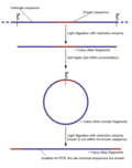 Thumbnail for version as of 10:28, 30 December 2005