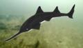 Thumbnail for version as of 00:46, 18 May 2018
