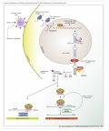 Thumbnail for version as of 04:57, 8 December 2009