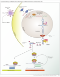 Thumbnail for version as of 18:05, 30 January 2010