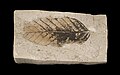 Thumbnail for version as of 10:37, 29 January 2011