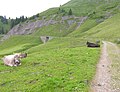 Thumbnail for version as of 18:17, 15 July 2009